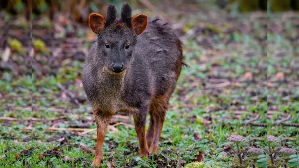 pudú adulto en el pasto verde