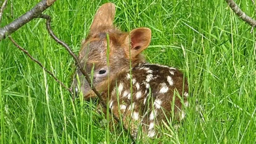 pequeño pudu durmiendo en el pasto verde